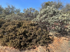Arctostaphylos viscida viscida