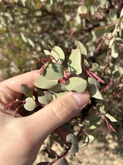 Arctostaphylos viscida viscida