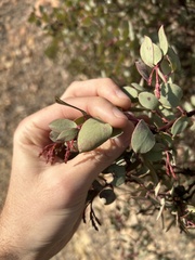Arctostaphylos viscida viscida