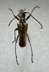 Anthophylax attenuatus