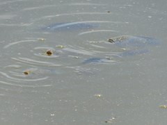 Oreochromis mossambicus