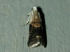 Acrobasis palliolella