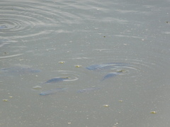 Oreochromis mossambicus