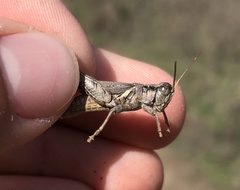 Melanoplus cinereus