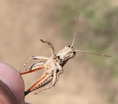 Melanoplus cinereus