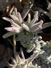 Castilleja foliolosa