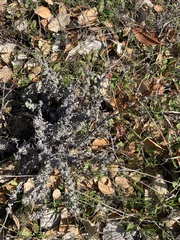 Castilleja foliolosa