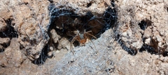 Loxosceles yucatana