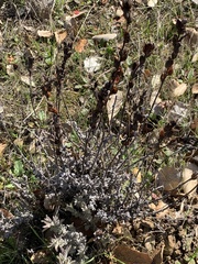 Castilleja foliolosa