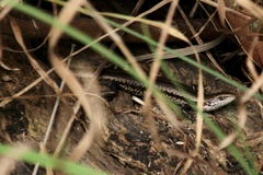 Pseudemoia entrecasteauxii