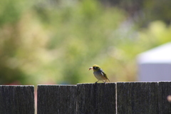 Zosterops lateralis lateralis