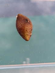 Amphibolips tinctoriae