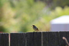 Zosterops lateralis lateralis