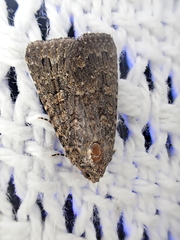 Hypoperigea tonsa