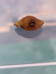 Amphibolips tinctoriae