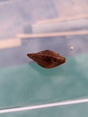 Amphibolips tinctoriae