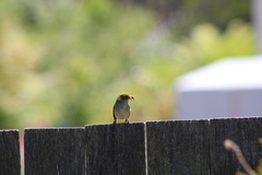 Zosterops lateralis lateralis