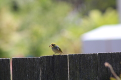 Zosterops lateralis lateralis