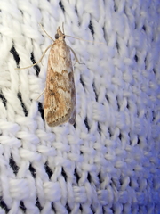 Achyra affinitalis