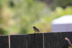 Zosterops lateralis lateralis