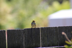 Zosterops lateralis lateralis