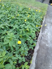 Arachis pintoi