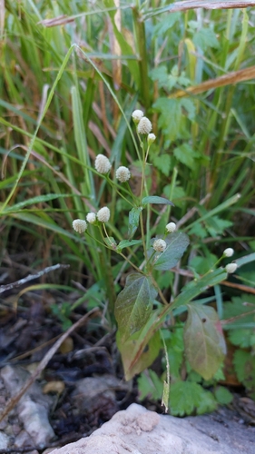 Image of Acmella radicans by (c) Sinead Gómez, some rights reserved (CC BY)