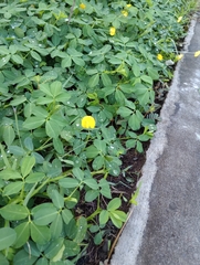 Arachis pintoi