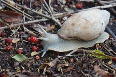 Megalobulimus