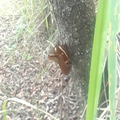 Eryphanis reevesii pusillus