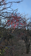 Fouquieria macdougalii