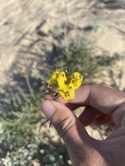 Erysimum suffrutescens