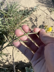 Erysimum suffrutescens
