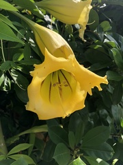 Solandra maxima