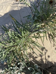 Erysimum suffrutescens