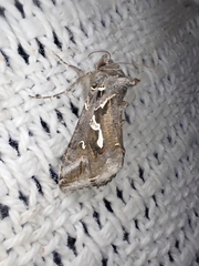 Chrysodeixis argentifera