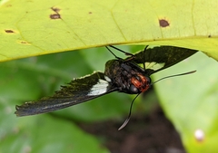Pyrrhopyge phidias