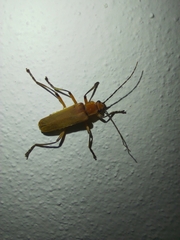 Chauliognathus cinguliventris