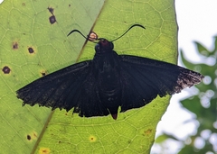 Pyrrhopyge phidias