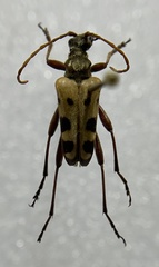 Evodinus monticola