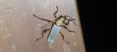 Chauliognathus cinguliventris
