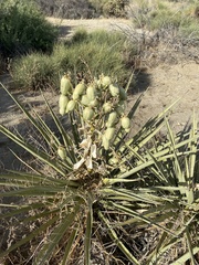 Yucca schidigera