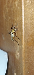 Chauliognathus cinguliventris