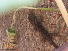 Gonatodes caudiscutatus