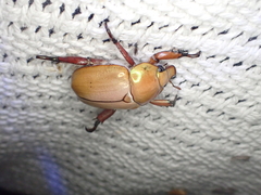 Anoplognathus montanus