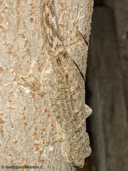 Phyllodactylus reissii