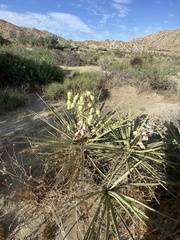 Yucca schidigera