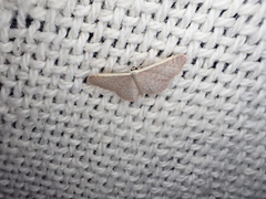 Idaea costaria