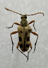 Evodinus monticola