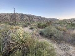 Yucca schidigera